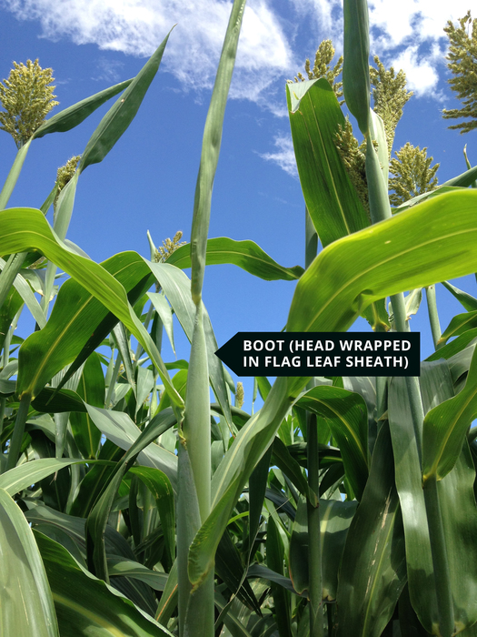 Growth and Development Checkoff