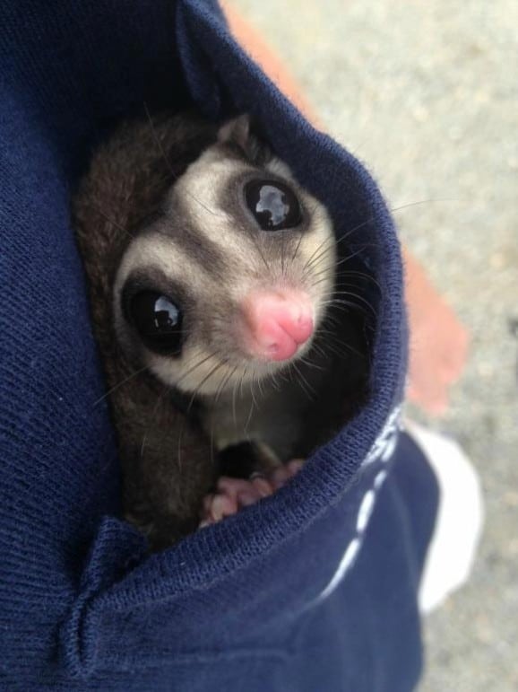 Absolutely Cute Animals to Make Your Day Better