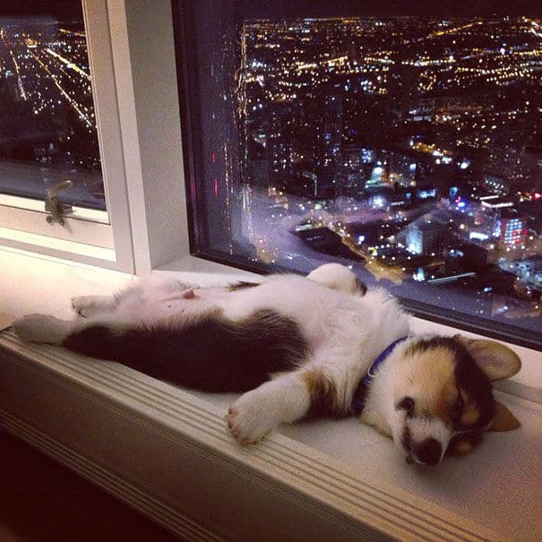 24 Hilarious Photos of Adorable Animals Falling Asleep in Weird Place