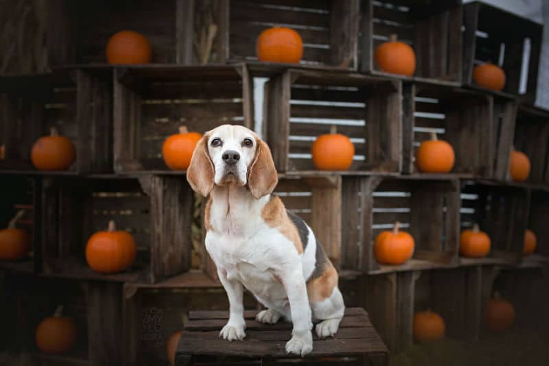 Two Adorable Dogs Captured while Having Fun with Halloween Pumpkins