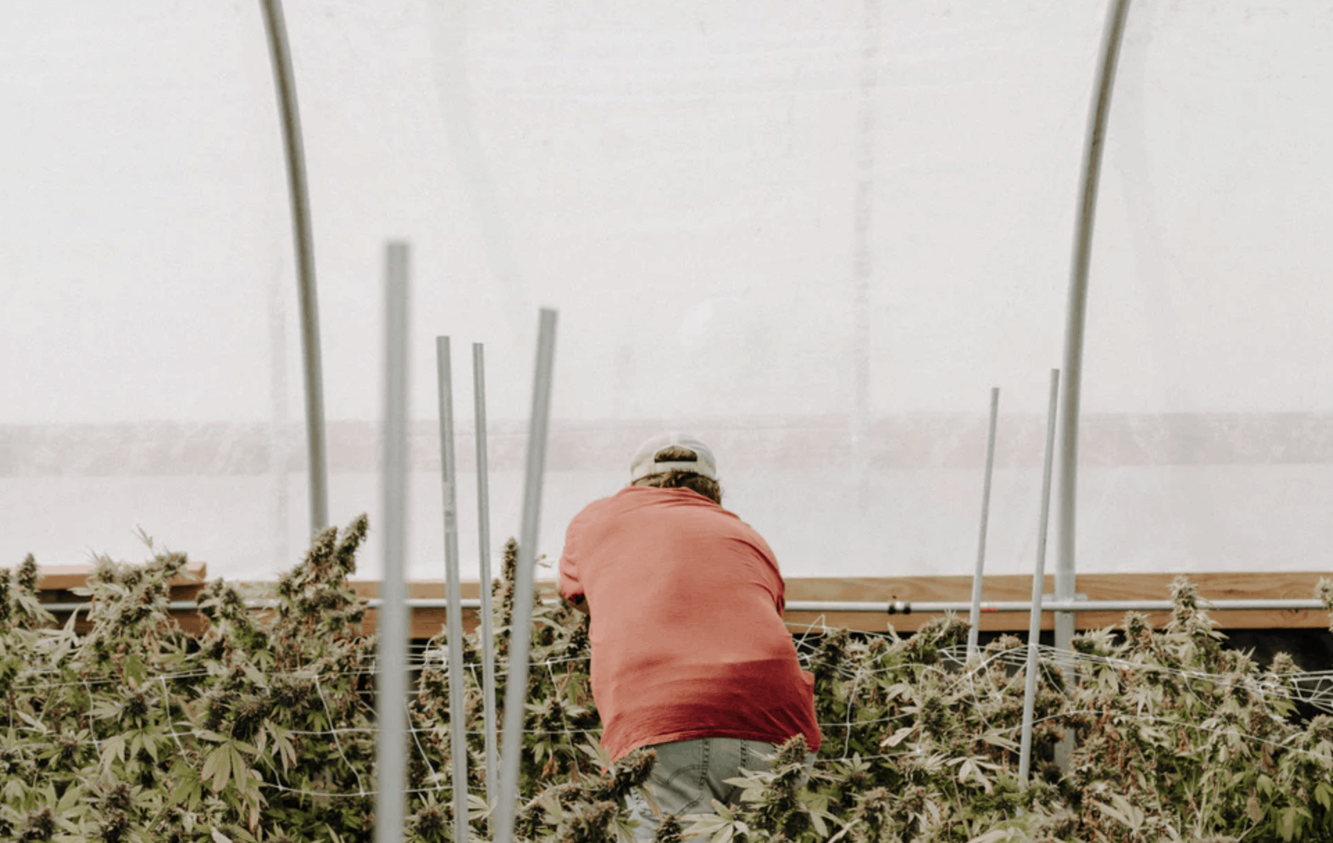 What You Need To Know About Hemp Clothing SORTRA