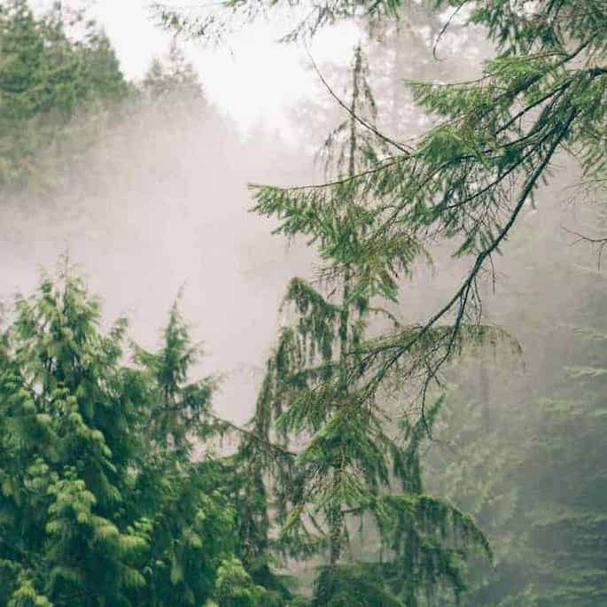 Drought Tolerant Trees for the Environment and Budget So Simple Ideas