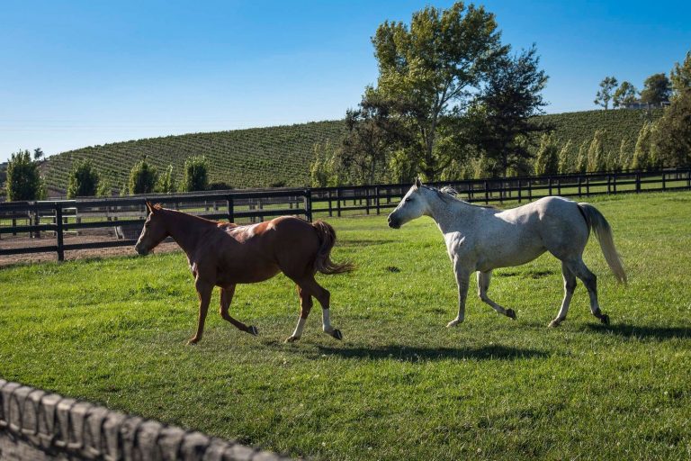 Winners Across the Board Five Unique Equestrian Properties Sotheby´s