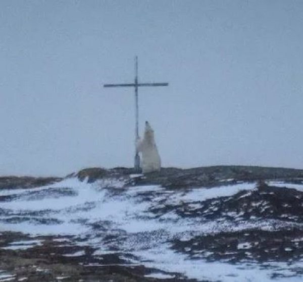 Polar bear sighted 'praying' at the foot of a cross — Don't Panic