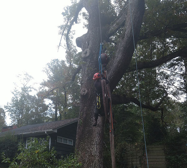 allen tree service wake forest Mara Ellington