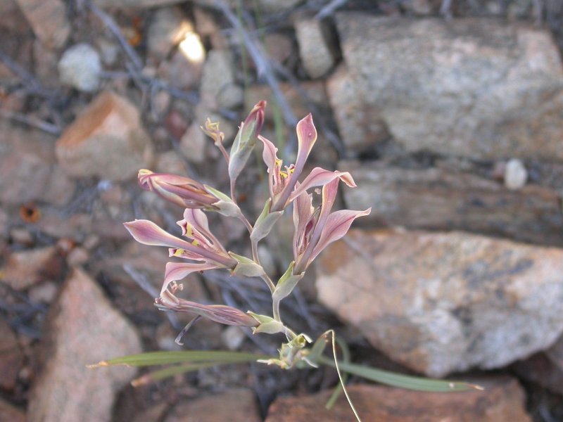 Photo Guide to Plants of Southern Africa