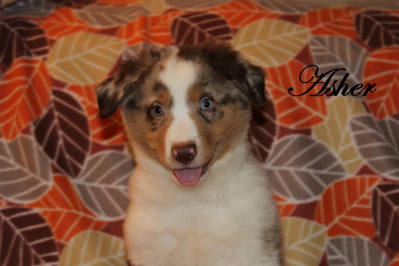 53 Best Images Aussie Puppies For Sale / Australian Shepherd