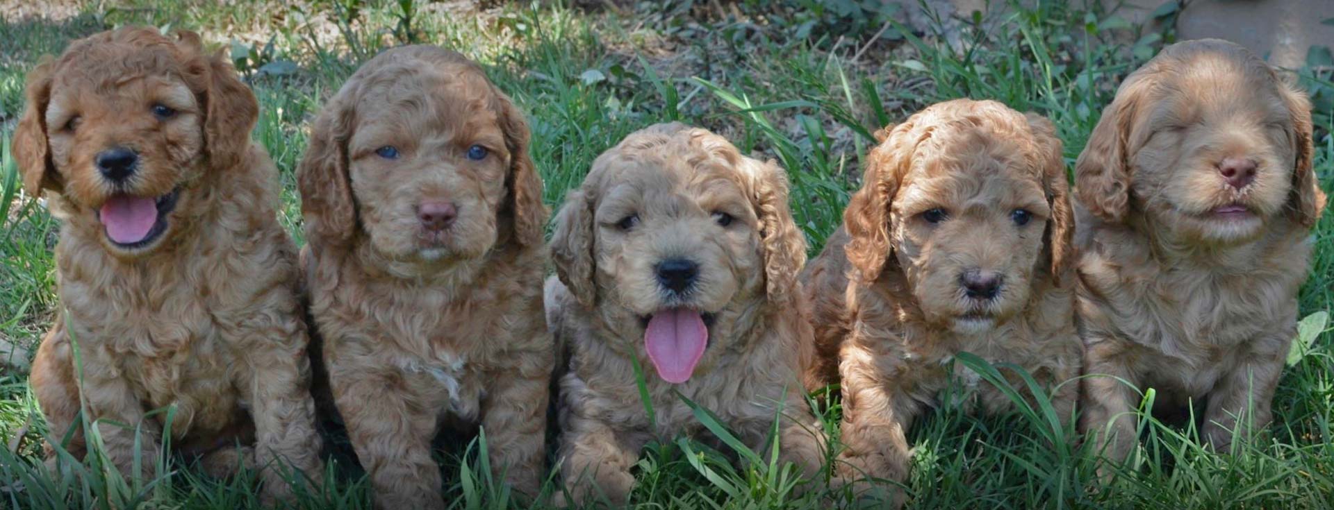 Labradoodle & Goldendoodle Breeder Southerndoodlin San Antonio, Texas