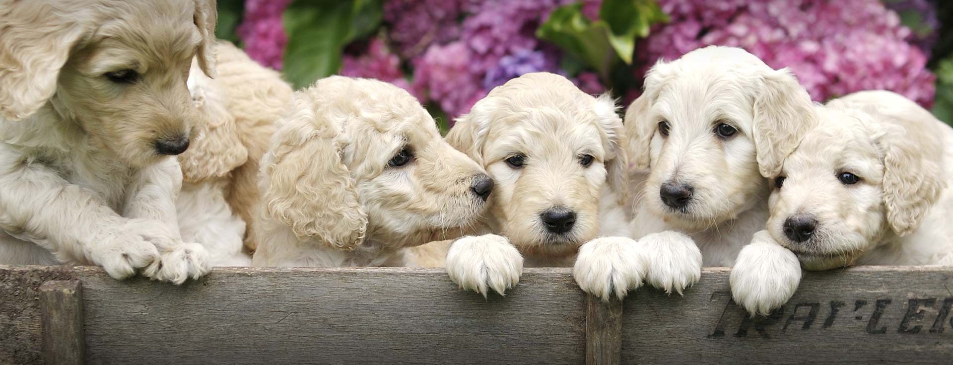 Labradoodle & Goldendoodle Breeder Southerndoodlin San Antonio, Texas