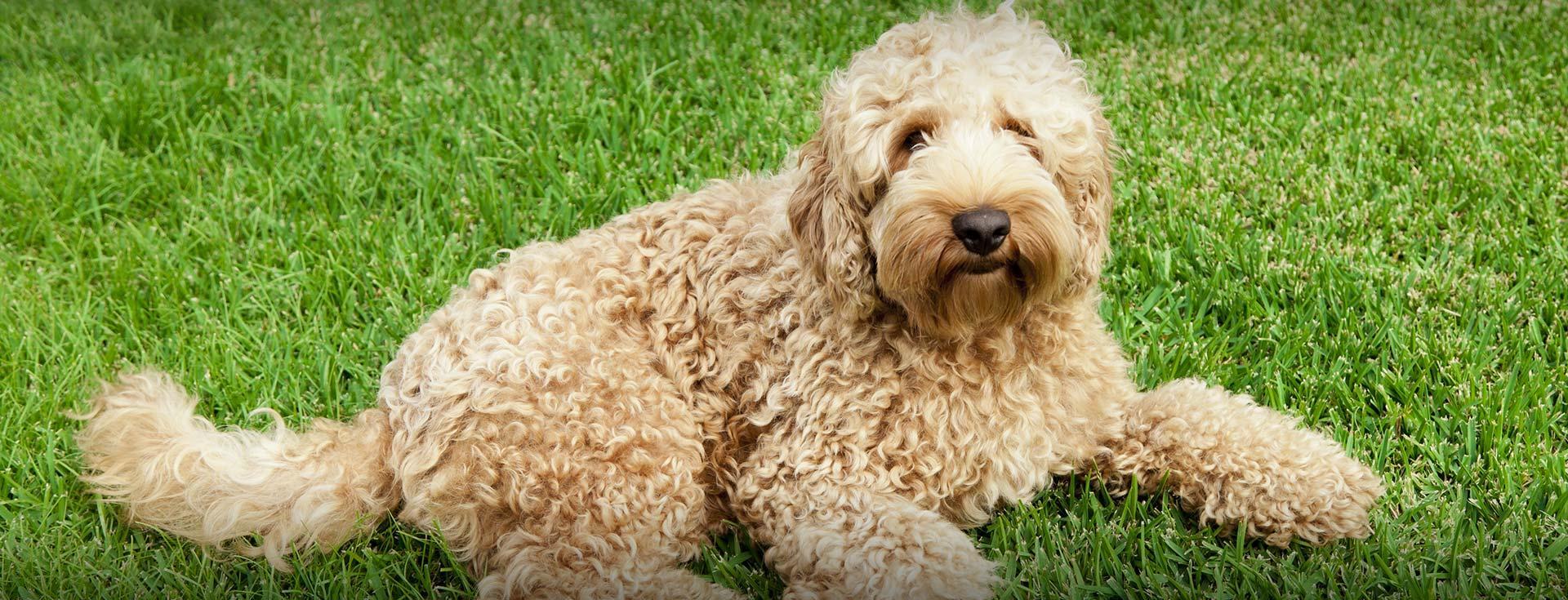 Labradoodle & Goldendoodle Breeder Southerndoodlin San Antonio, Texas