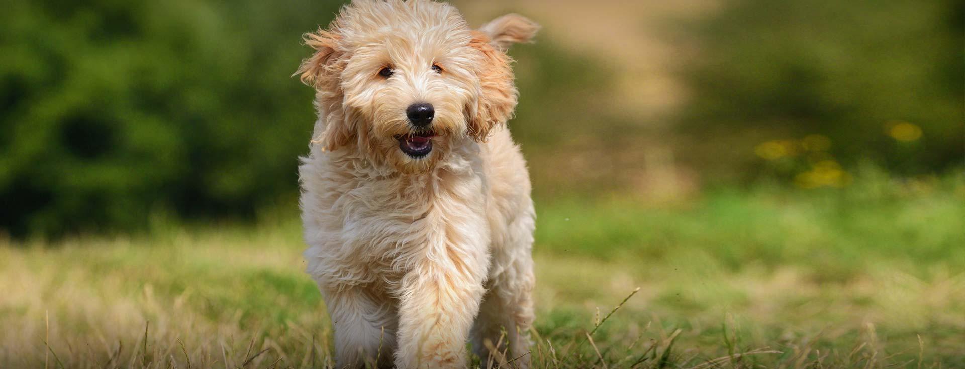 Labradoodle & Goldendoodle Breeder Southerndoodlin San Antonio, Texas