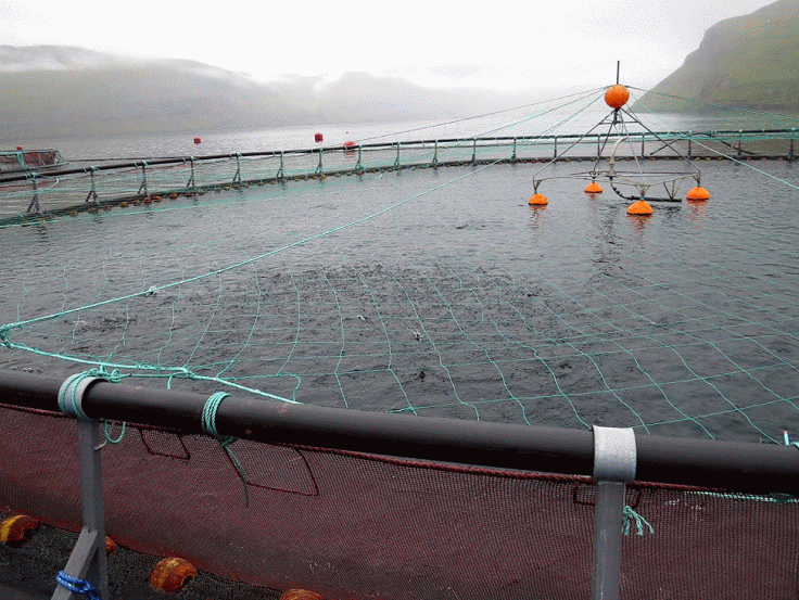 Farming Salmon in Hiddenfjord, Faroe Islands Southern Fried Science