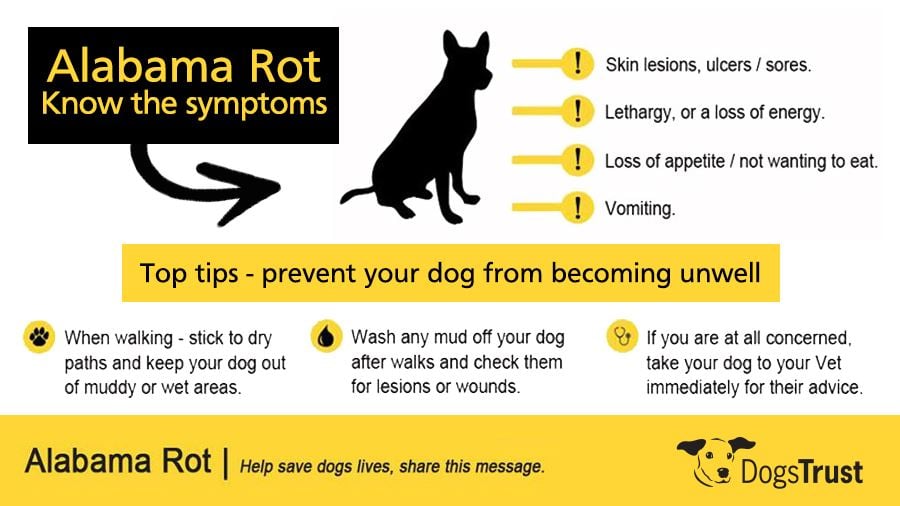 Has Alabama Rot surfaced in the South Hams? South Devon News