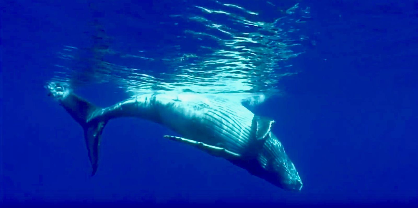 Did you Know You Can Hear Hawaiian Whales While Swimming at the Beach