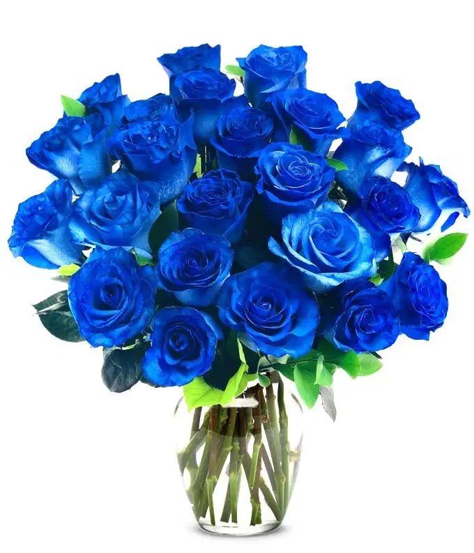 How To Get Real Blue Roses? Southside Blooms