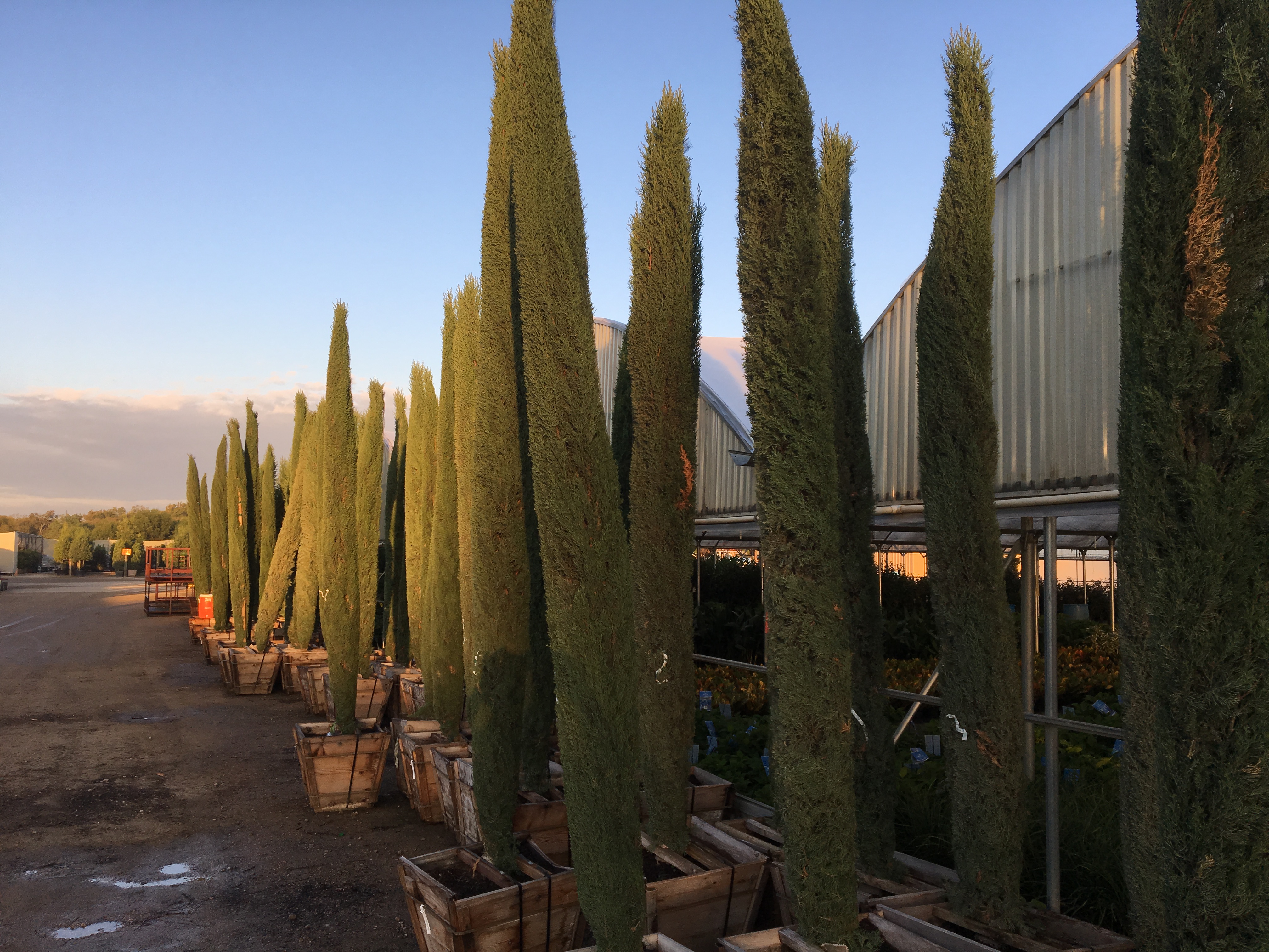 Italian Cypress Southwest Nursery Wholesale Landscaping Supplies