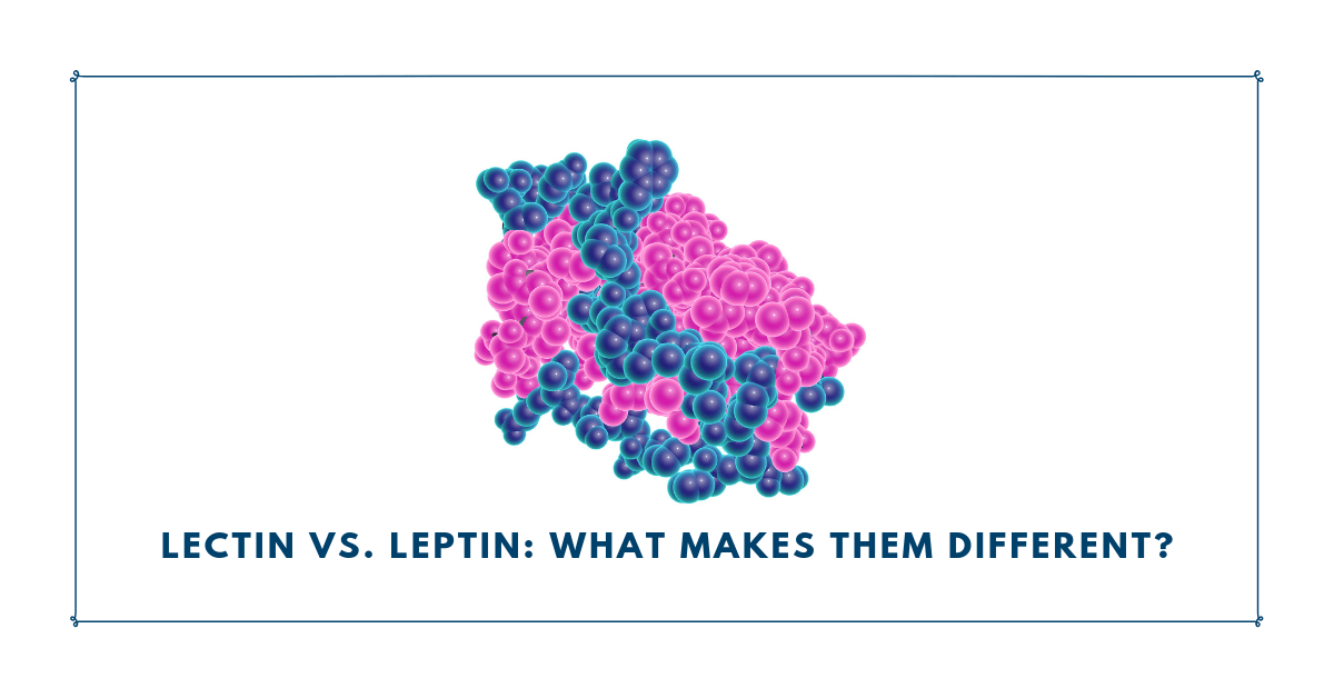 Lectin vs. Leptin What Makes Them Different? Sovereign Laboratories