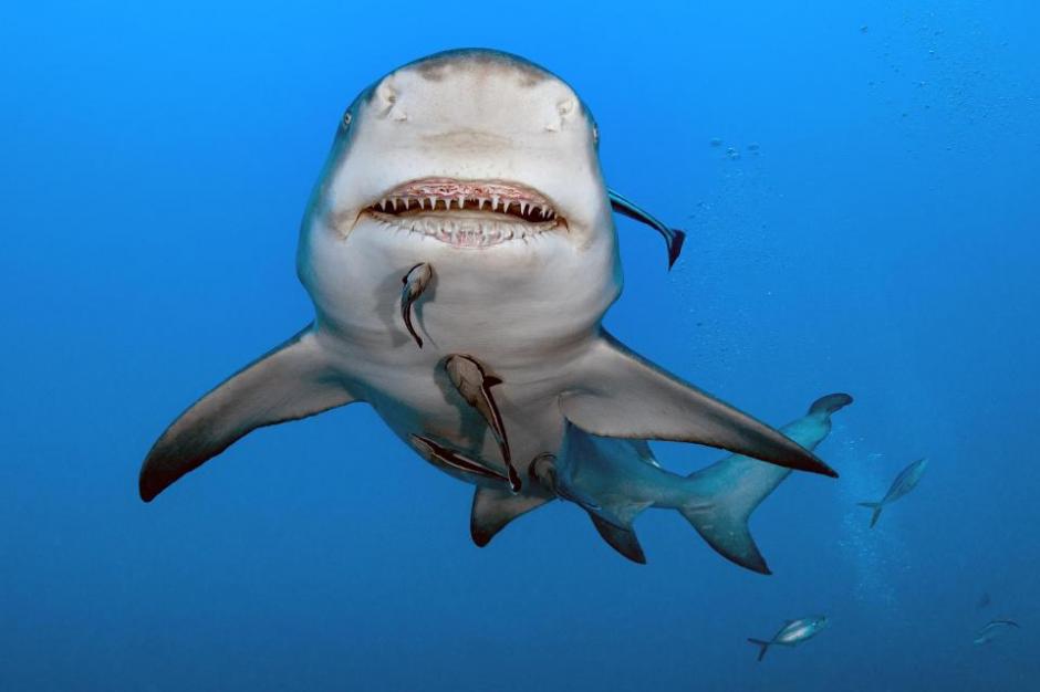 Conoce a Snooty, el tiburón limón con una peculiar sonrisa(04)