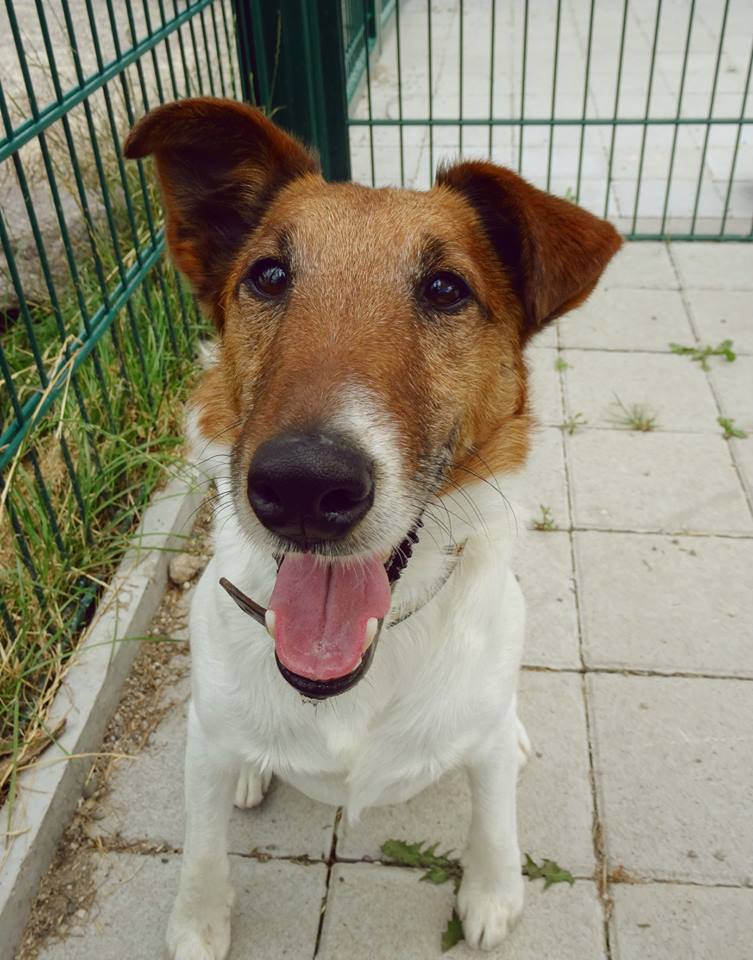 FAROUK fox terrier à poil lisse 8 ans (2 ans de refuge) Spa de