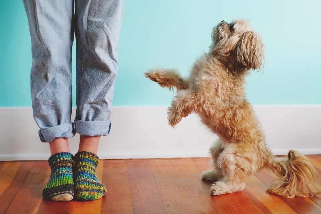 How to Train Your Dog to Not Jump on People Space Coast Pet Services