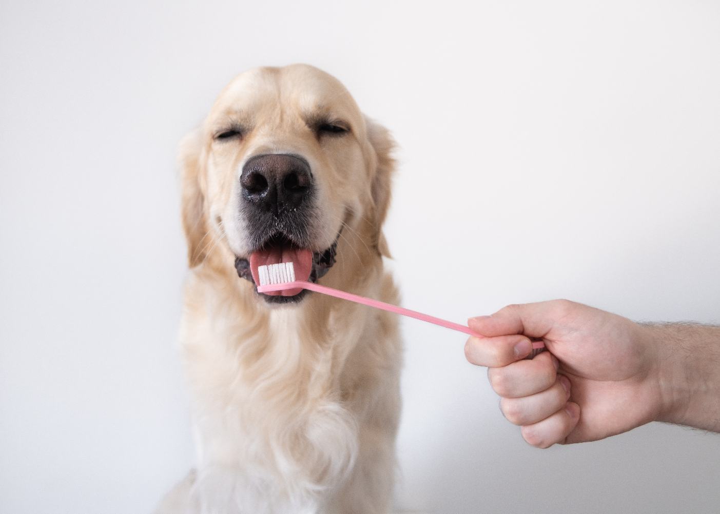 8 Ways to Keep Your Dog’s Teeth Clean Without Them Knowing Space