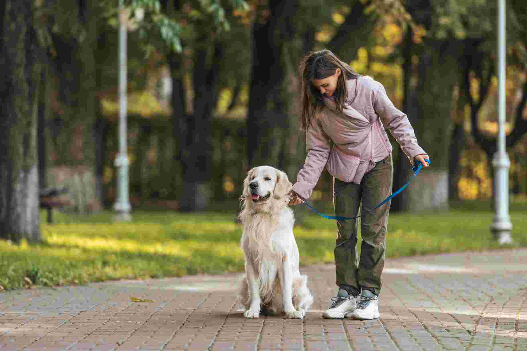 How to Train Your Dog to Walk on a Leash Space Coast Pet