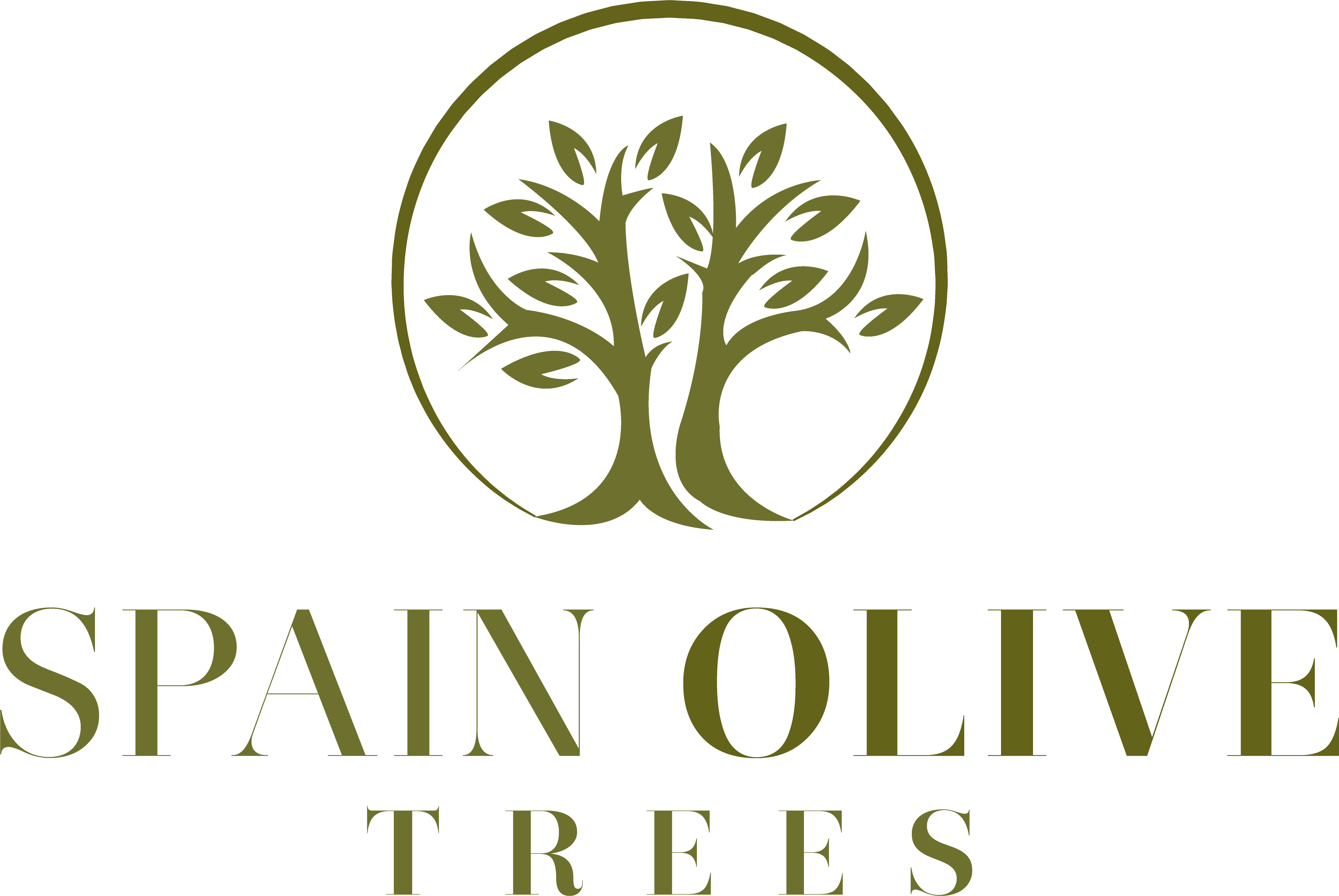 Contact Spain Olive Trees