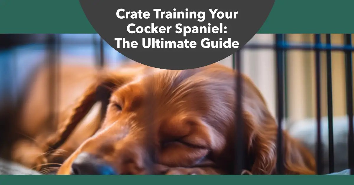 Crate Training Your Cocker Spaniel The Ultimate Guide