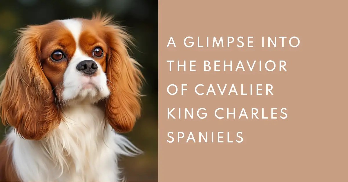 The Fascinating Behavioral Problems Of Cavalier King Charles Spaniels
