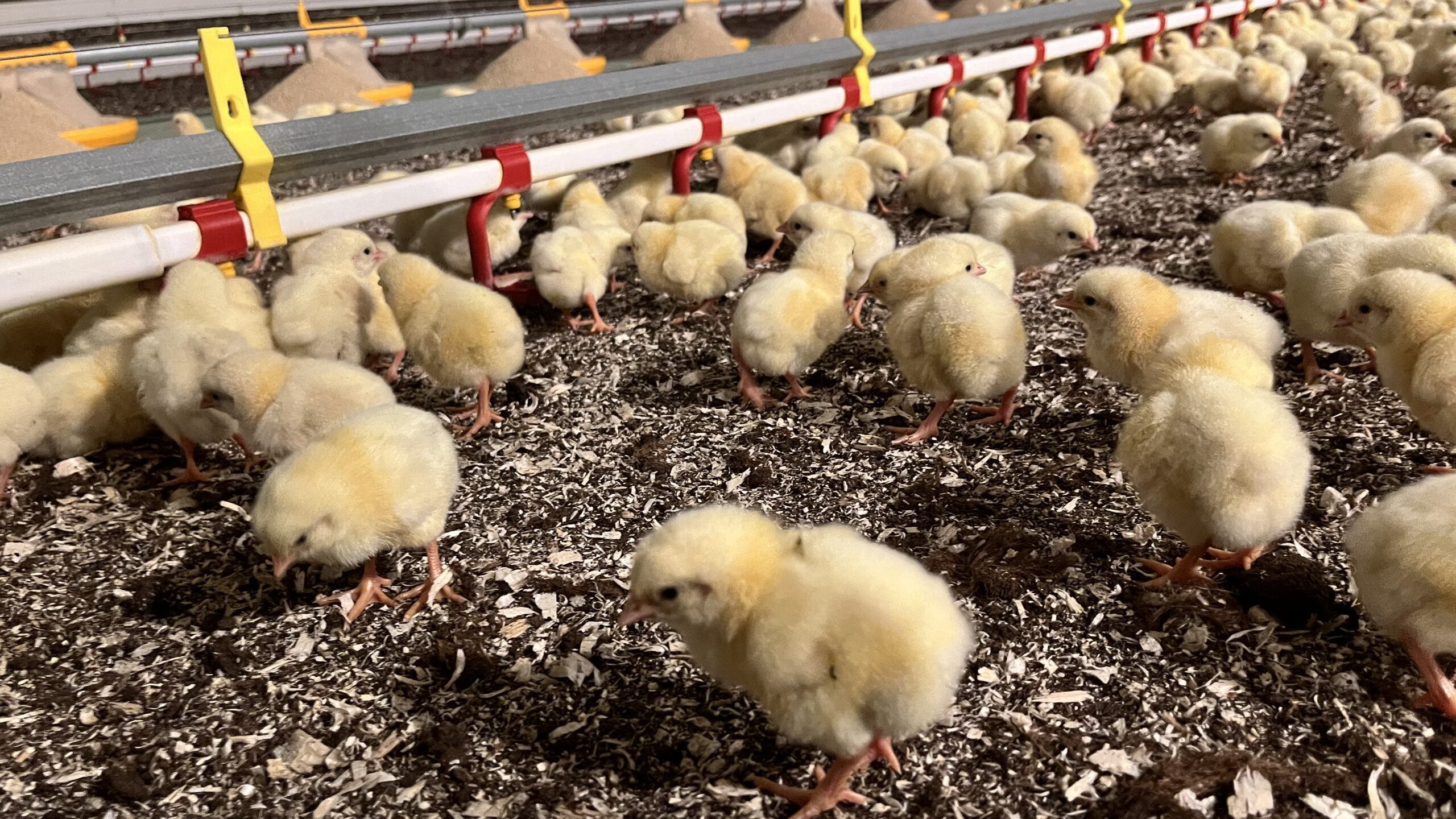 Broiler bedding Spanvall