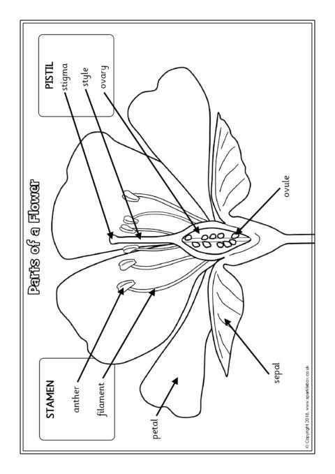 Parts Of A Flower Worksheet - Parts Of A Flower English Esl Worksheets