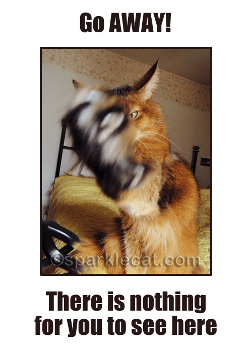 Kitty Code of Silence SparkleCat