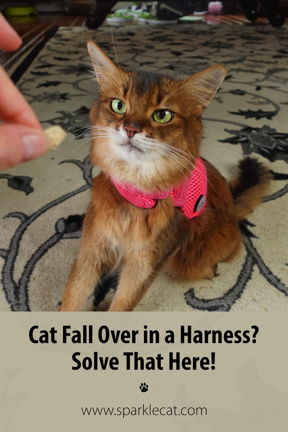 Why Your Cat Falls Over in a Harness (or Clothes), Plus Solution! Summer’s Fabulous Cat Life