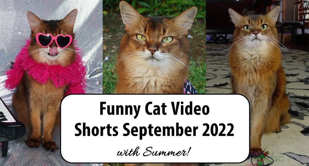 Fun Cat Shorts Compilation for September! Summer’s Fabulous Cat Life