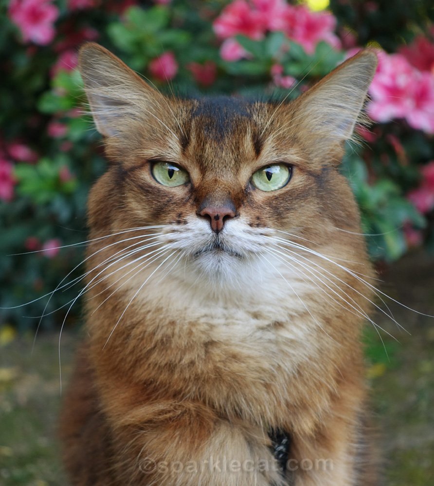 Quickie Outdoor Photo Shoot Summer’s Fabulous Cat Life