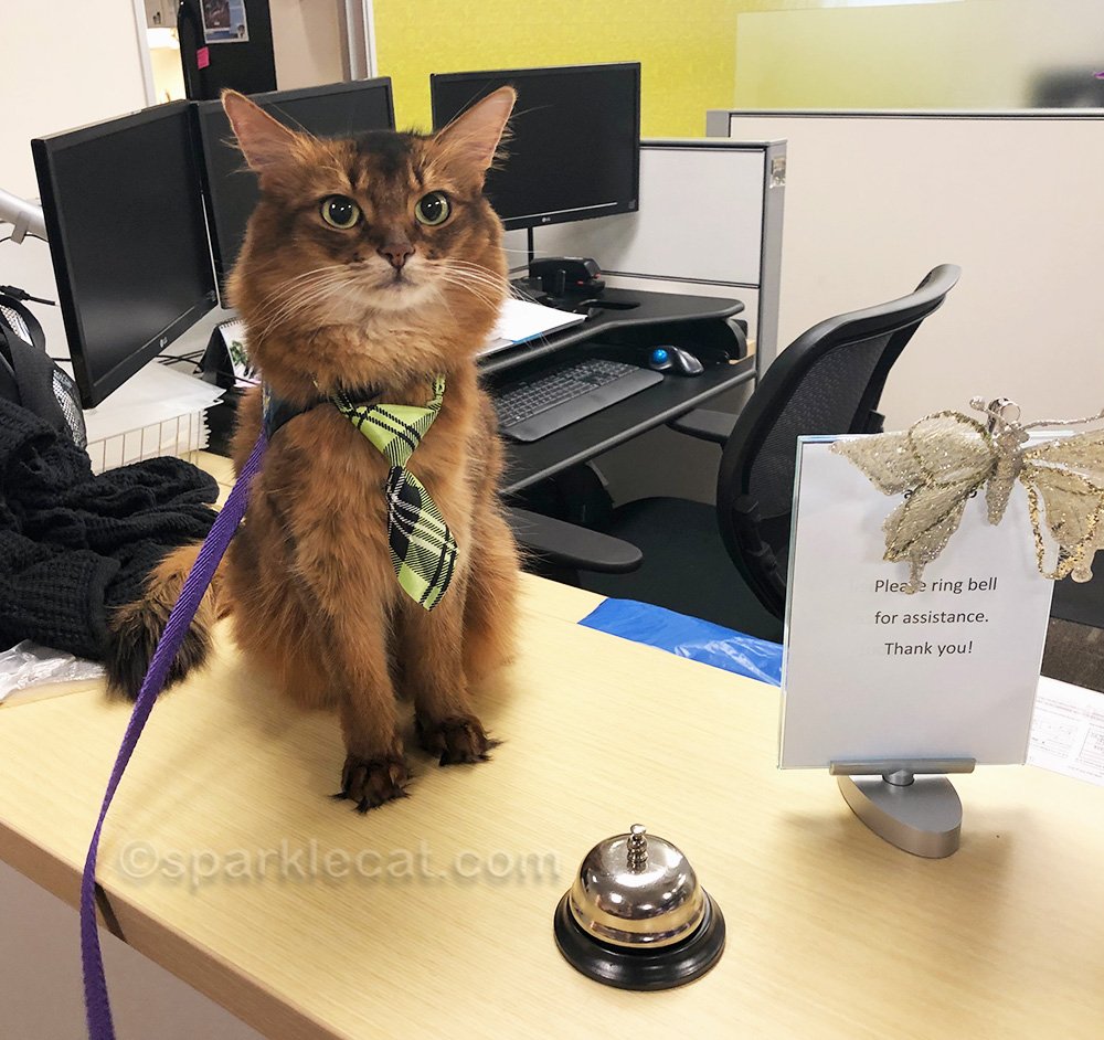 Therapy Cat by the Numbers Summer’s Fabulous Cat Life