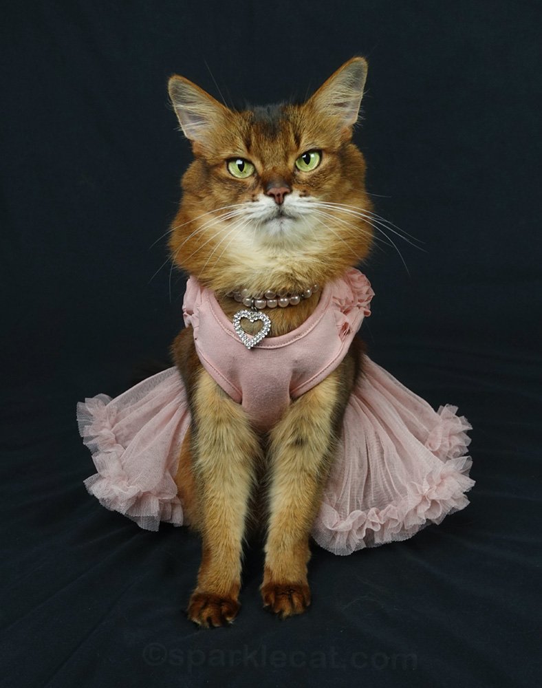 My Elegant New Cat Dress Summer’s Fabulous Cat Life