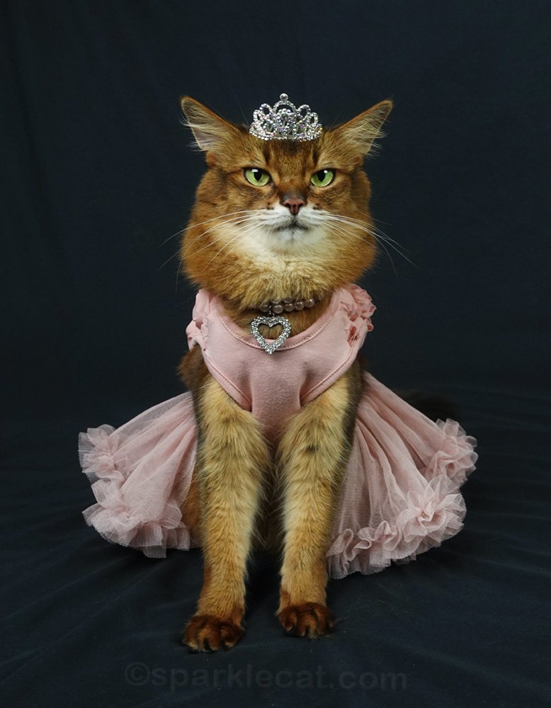 My Elegant New Cat Dress Summer’s Fabulous Cat Life