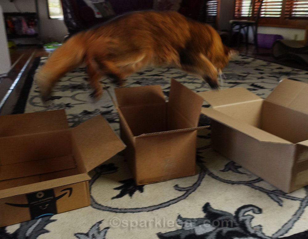 Two Types of Box Games on International Box Day! - Summer’s Fabulous