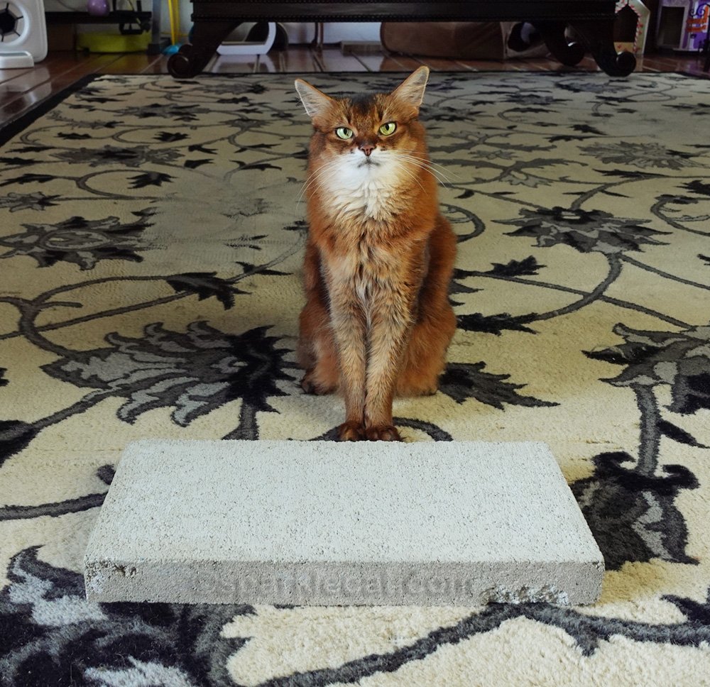 I Tried the Concrete Slab Cat Trend...My Way! Summer’s Fabulous Cat Life