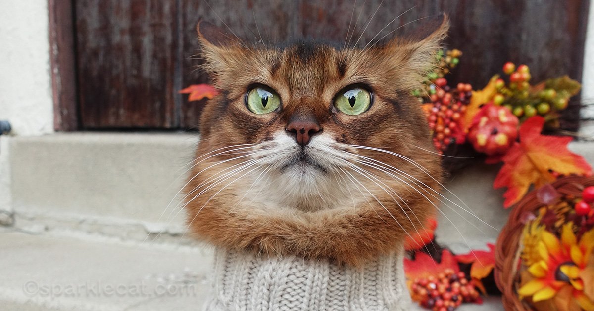 Super Funny Photo Flubs Summer’s Fabulous Cat Life