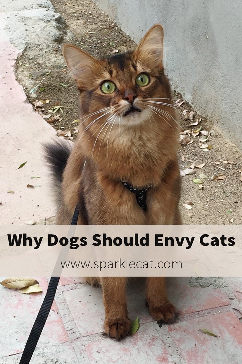 5 Reasons We Cats DON'T Want to Be Like Dogs and 5