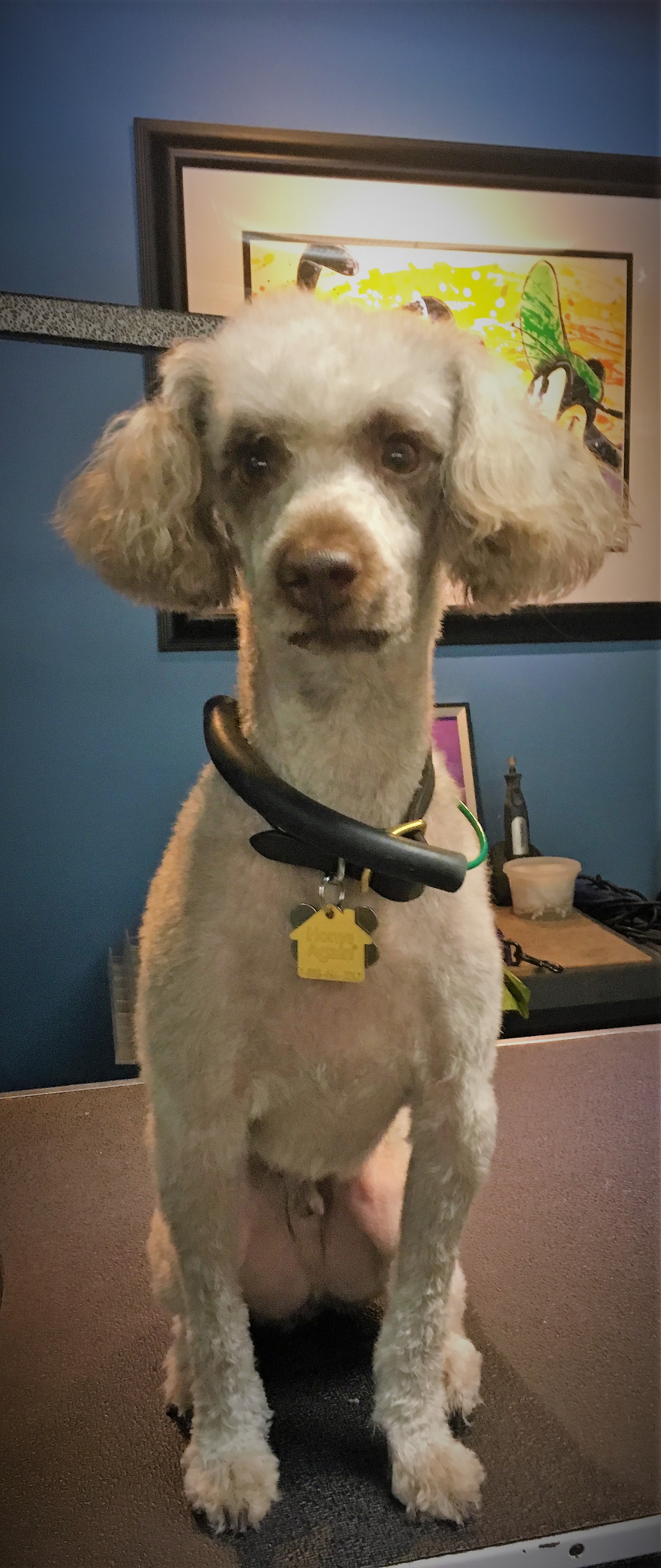 Downtown Orlando Pet Salon Sparky's Pet Salon