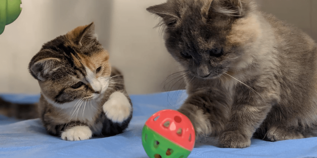 Material donations SPCA de Montréal