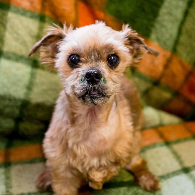 Thank you for joining us in taking care of animal SPCA de Montréal