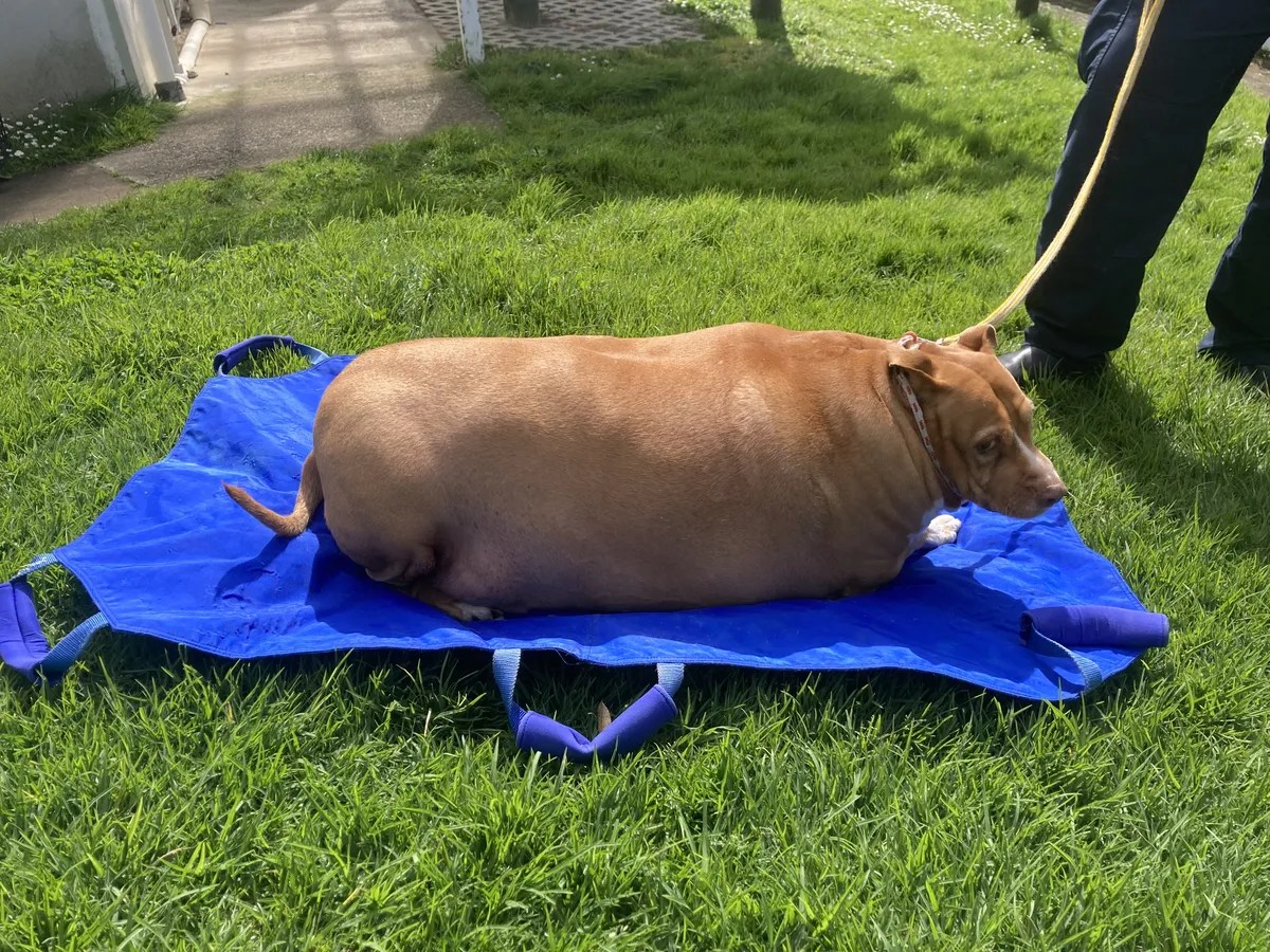 SPCA prosecutes woman over morbidly obese dog • SPCA New Zealand