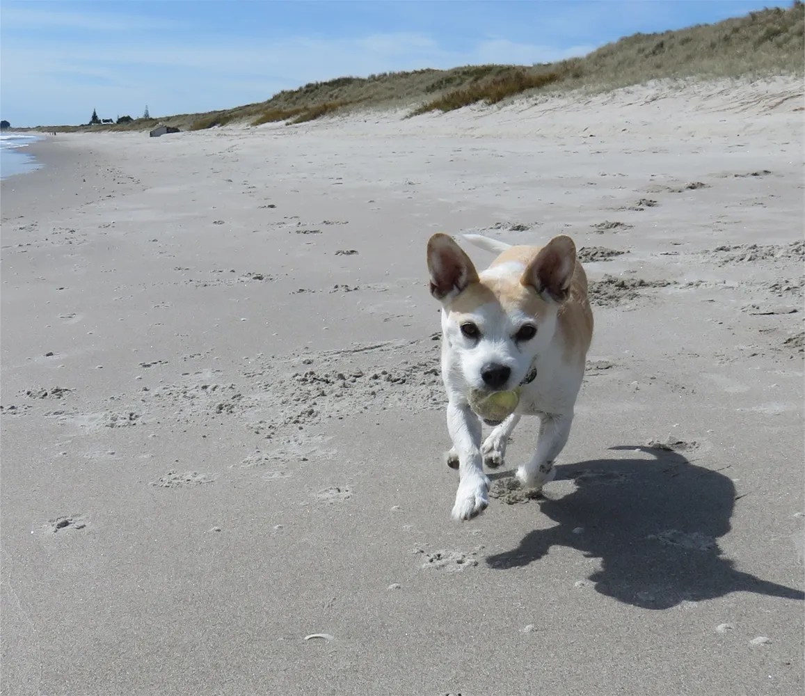 News SPCA’s top tips for pets this summer • SPCA New Zealand