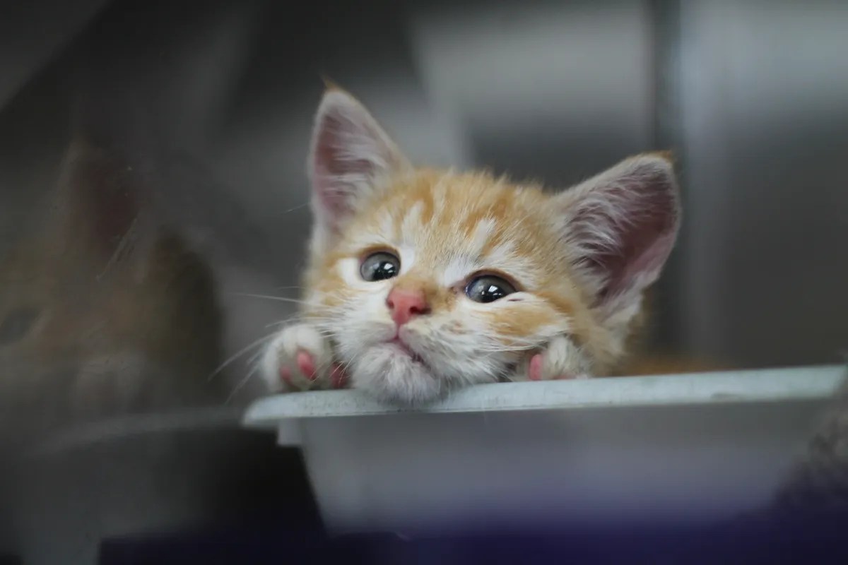 Shelter, Rehome & Reunite • Spca New Zealand