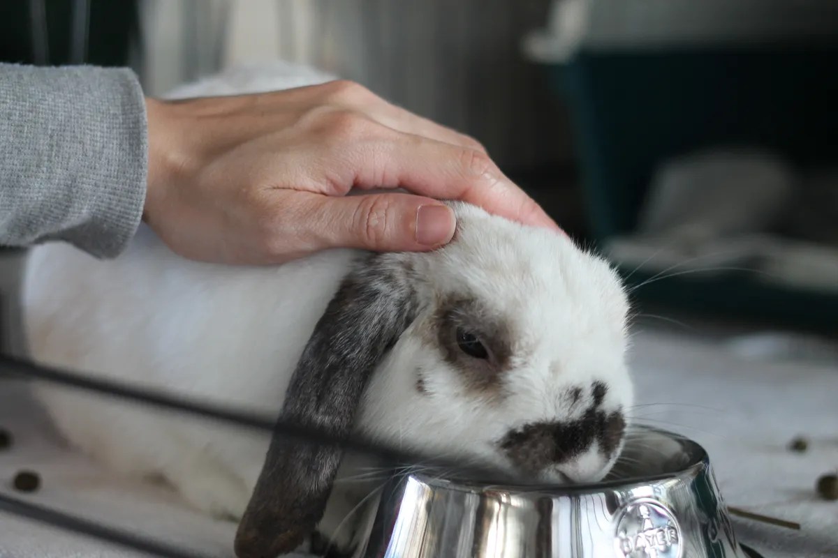 Animal Welfare Act • SPCA New Zealand