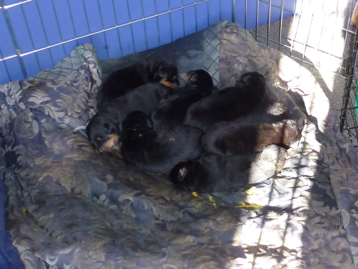 News SPCA prosecutes woman for docking tails of eight Rottweiler